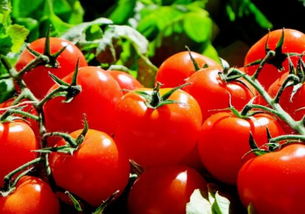 番茄 西红柿 一般什么时候开花结果 花期 挂果期怎么施肥 缺肥的症状及应对方法有哪些