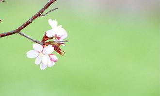 桃花应该摆在家中什么位置(桃花应该摆在家中什么位置呢)