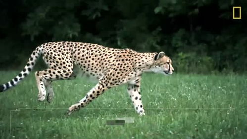 一个视频让你了解陆地上跑得最快的动物 