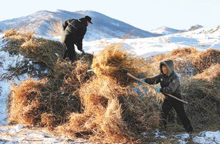 内蒙古兴安盟科尔沁右前旗满族屯满族乡天气预报