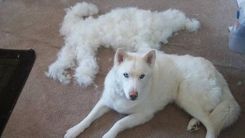 你正确给狗梳毛了吗 狗狗毛发分5种,你给它选对梳子了吗