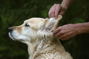 狗狗耳螨多久能治好,狗狗耳螨什么时候可以治好