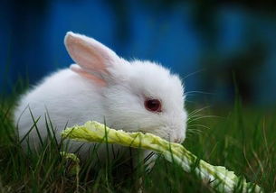 小白兔喜欢吃什么食物 
