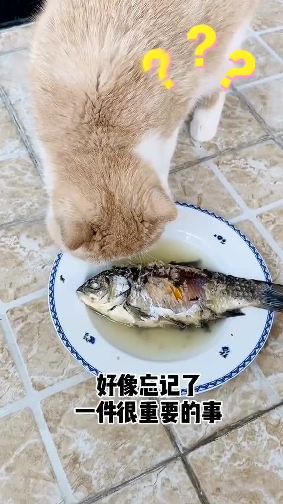 当你家的猫,第一次,吃鱼的时候 