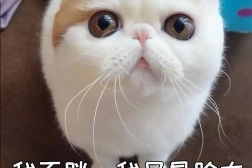 猫咪是发腮还是发胖 别傻傻分不清