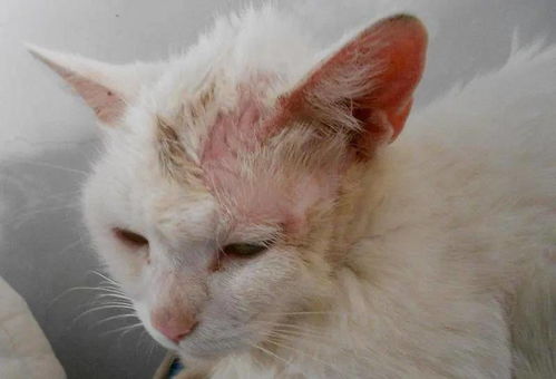 猫咪常见皮肤病,小心被传染