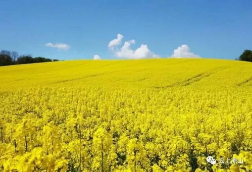 3月5日至3月10日,西昌这个地方举行200亩油菜花观赏活动