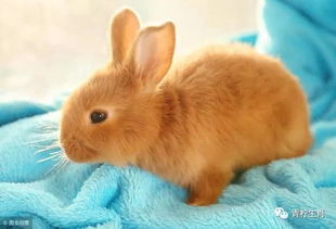 同年不同命 属兔人,出生在哪个月命最好