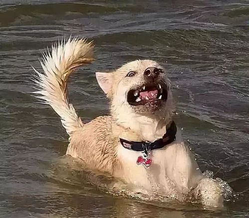 狗子下水之后发现就自己不会游泳,好尴尬呀