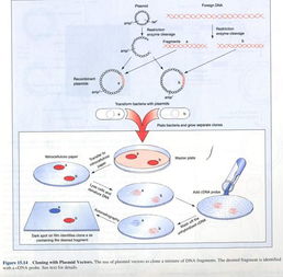 基因克隆的基因克隆技术 