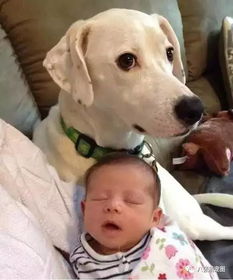 生了宝宝后把狗狗送走,你知道吗 其实有灵性的狗狗是宝宝的最佳保姆哦 