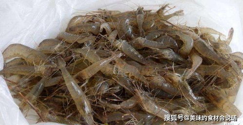 海虾和河虾的区别是什么 记住4点,分清海虾和河虾,别再买错了