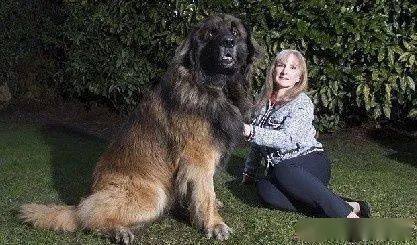 养一只比自己还大还重的大型犬是一种怎样的体验 Murphy 