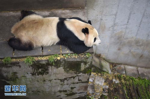 我国人工圈养大熊猫种群数量达422只 