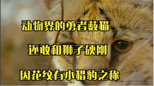 动物界的勇者薮猫,因花纹有小猎豹之称,还敢和狮子硬刚 