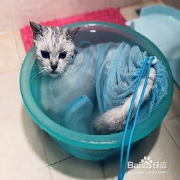 猫咪两个月能洗澡吗（适宜的猫咪洗澡时间和方法）