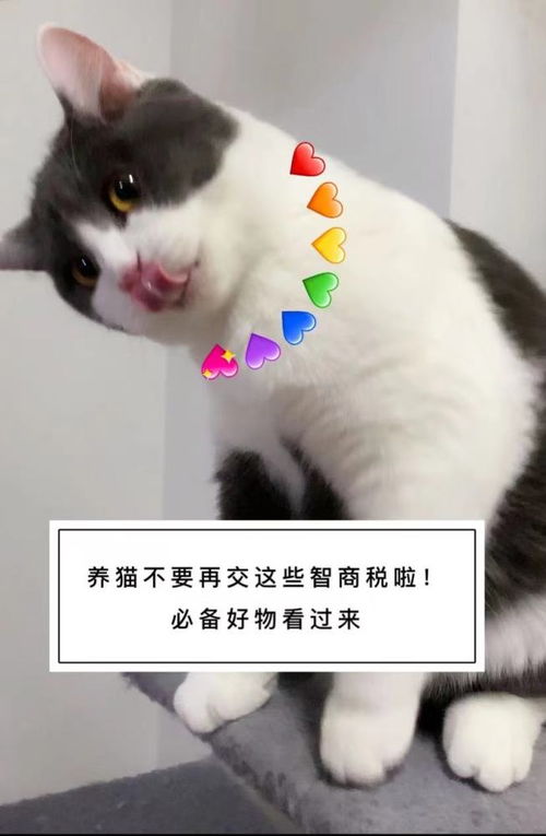 养猫必备好物