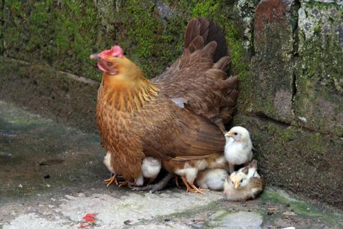 下雨天养鸡场怎么应对 养出黄油多的母鸡 增加黄油的方法