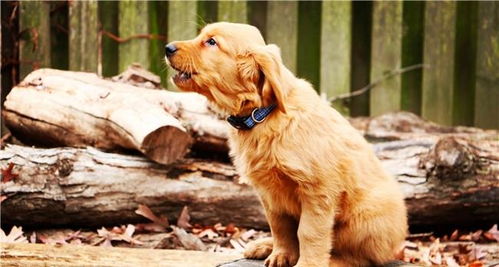 如果你的狗狗出现5种异常表现,说明它并没有把你当成主人 