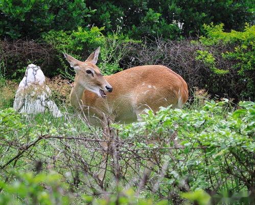 国家一级保护动物坡鹿进入产仔期