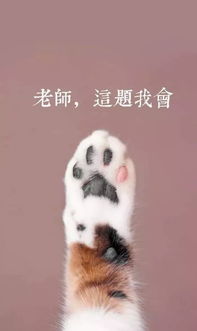 粉色爪爪猫手机壁纸 图片搜索