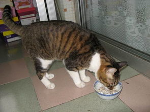 猫不肯吃剩的猫粮,猫咪挑食怎么纠正