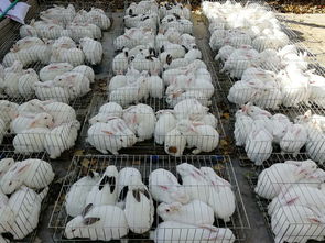 养殖獭兔种兔怎么样最新收购价格多少钱一斤 