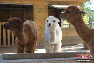 北京某幼儿园建动物园 养殖50多种动物 