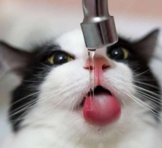 猫咪为什么钟情于喝马桶里的水 宠主要如何纠正猫咪这种行为