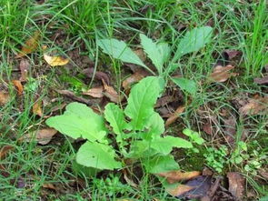 3月春来花香野菜肥 郑州最全挖野菜地图,拎着小铲出发吧