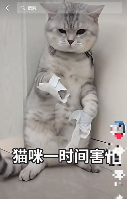 杭州瑞派宠物医院 关于猫咪的应激反应,你了解多少