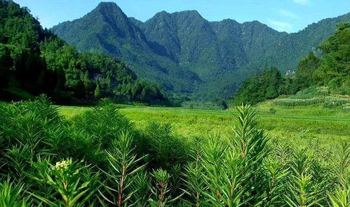 野草只是没被发现用处的植物(常见不知名的野草)