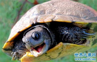 乌龟的寿命是有限的 各种龟类的寿命各有不同 2 