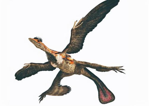 恐龙真是鸡的祖先 智利科学家培育出 恐龙鸡 ,胚胎长出恐龙腿
