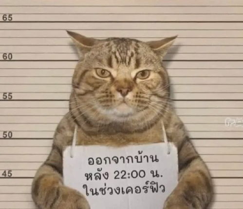 泰国警方逮捕了一只违反禁令外出的猫