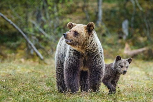 母熊索拉竟敢光天化日之下冲进养熊户家中,救出自己的熊崽