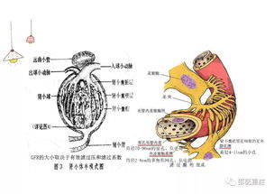 医疗占星 血液,八字天医占星术