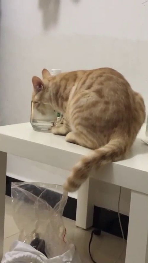 猫 还是主人杯子里的水好喝 