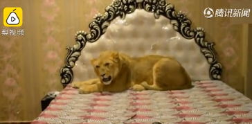 巴基斯坦小伙在家散养狮子,共用豪华卧室,随便躺床上吹空调 
