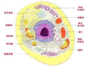 动物细胞的构造图 搜狗图片搜索