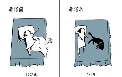 漫画 养猫前和养猫后 