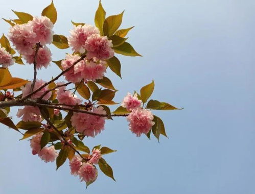 草木繁花春满天,五湖四海寄春天