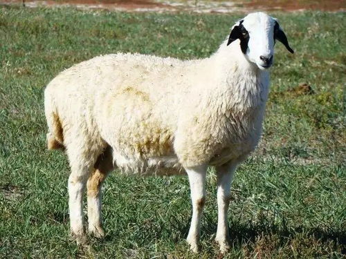 蒙古捐的羊到武汉了,湖北吃法哪种最带劲