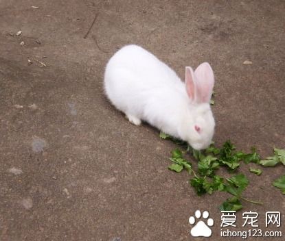 兔子可以吃桑叶吗（一次能喂多少桑叶给兔子吃）