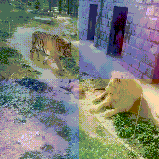 背景最硬的狗狗,与老虎狮子一起长大,还成为它们的老大