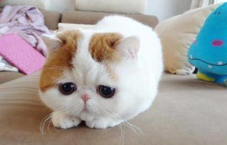 这是网上看到的很可爱的猫 想知道它的名字 