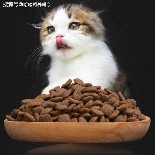 如何挑选性价比合适的猫粮 从牛磺酸比例入手,既简单又实用