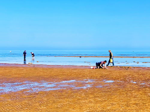 夏家河子赶海发现 海钱