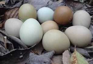 野鸡蛋的价格多少钱一个 和普通鸡蛋比那个营养高 怎么人工孵化