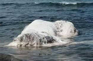 工地挖到神秘怪物 美国冰河现神秘生物